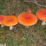 L'Amanita muscaria è un fungo tossico e appariscente.