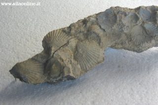 Fossile marino rinvenuto nel territorio di Caccuri a 700 metri slm