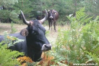 In Sila, l'allevamento dei bovini, ha origini antichissime.
